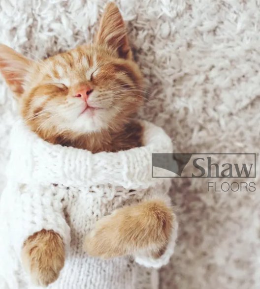 Cat in a sweater sleeping on a soft carpet, belly-side up. Shaw Logo Overlay