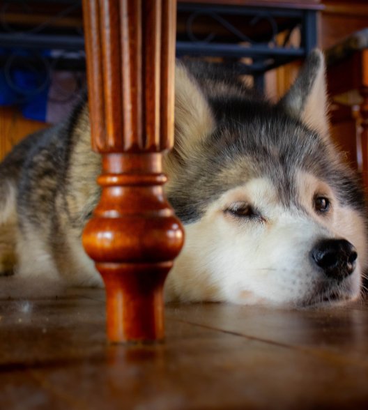 Husky laying on hardwood flooring